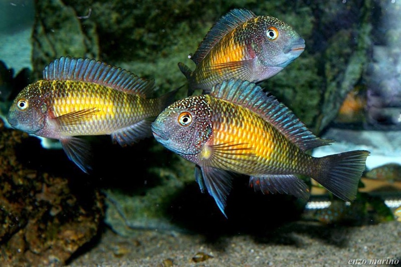 Tropheus moorii 'Mpulungu'